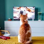 4K TV gyerekeknek: megéri-e, és mire figyelj szülőként?