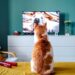 4K-TV_pic1